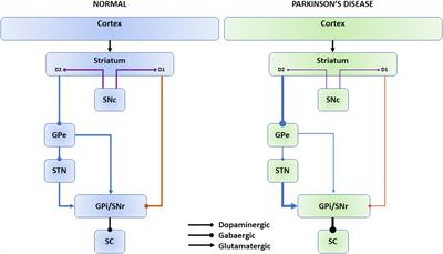 Eye Movements in Parkinson’s Disease and Inherited Parkinsonian Syndromes